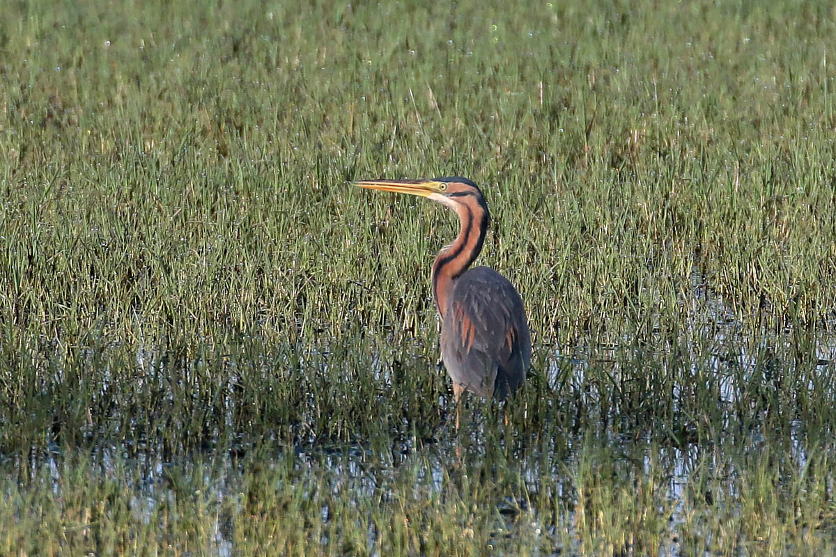 Purperreiger